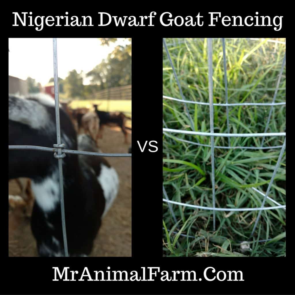 Goat Fencing Tips and Tricks for Fencing for Nigerian Dwarf Goats