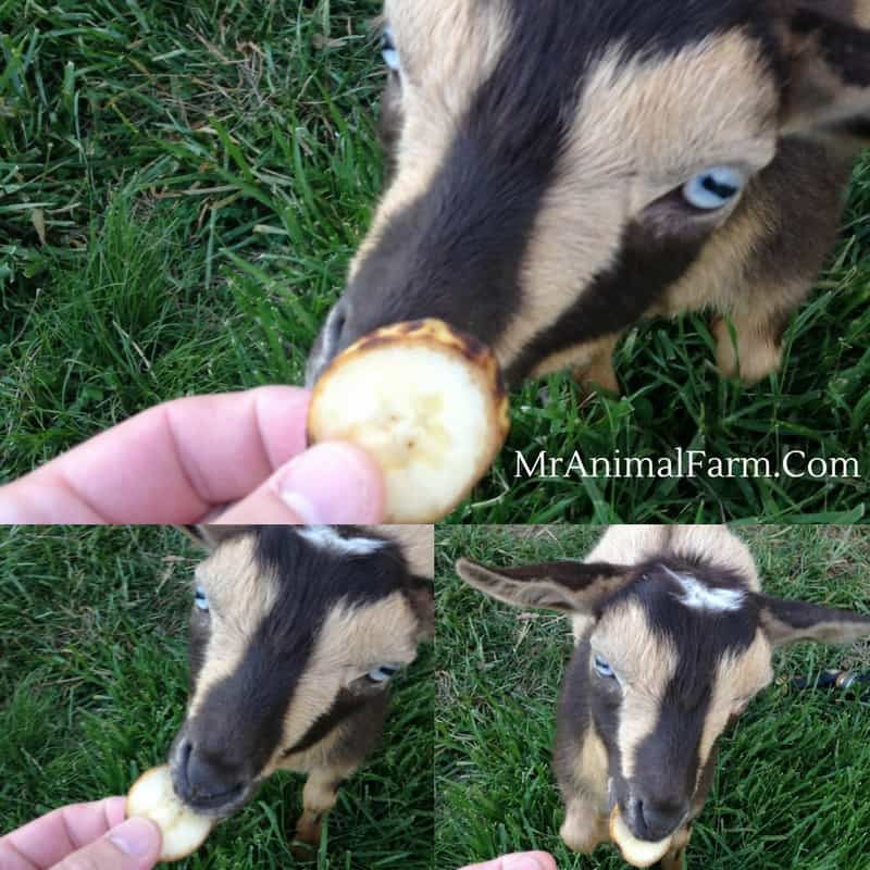 goat eating banana slice
