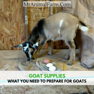 goat supplies