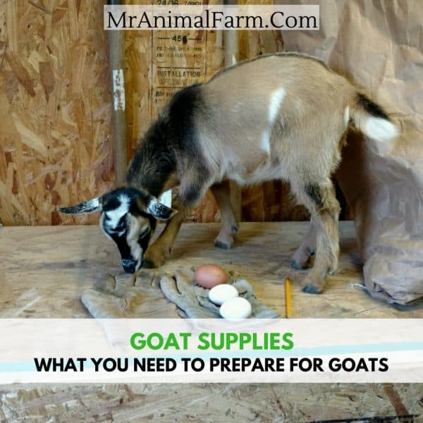 How Much Does a Goat Cost Mranimal Farm