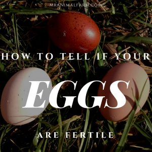 Fertile Chicken Eggs