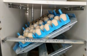 flat of eggs in incubator