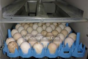 chicken eggs in tray loaded in incubator