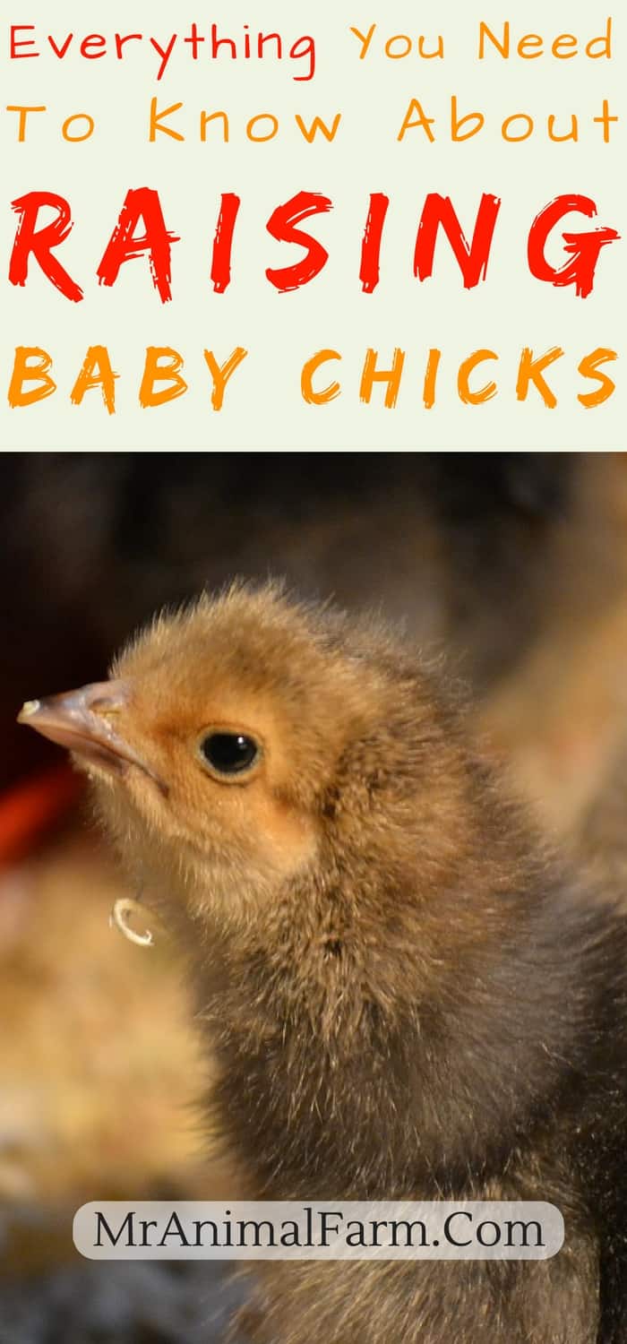pinterest pin for raising baby chicks