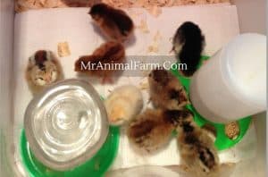 easter egger chicks in brooder with feeder and waterer