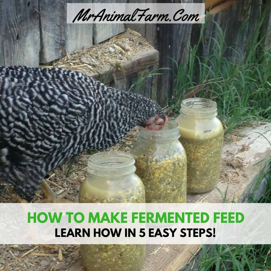 How to Ferment Chicken Feed for Healthier Hens