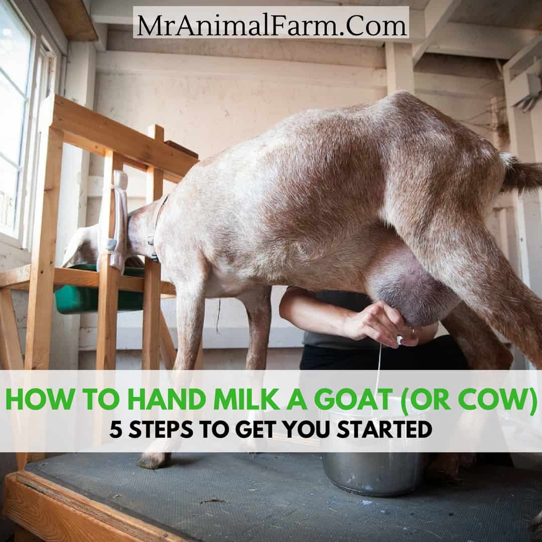 how to milk a goat