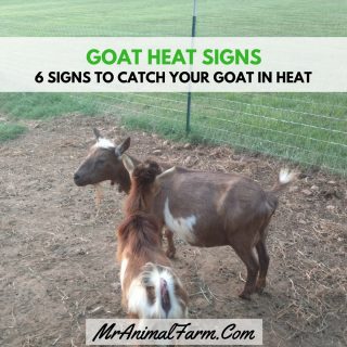 Goat Heat Signs – 6 Signs to Tell Your Goat is in Heat