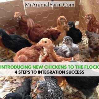 Introducing New Chickens To The Flock