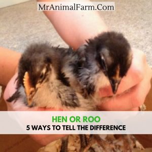 hen or roo