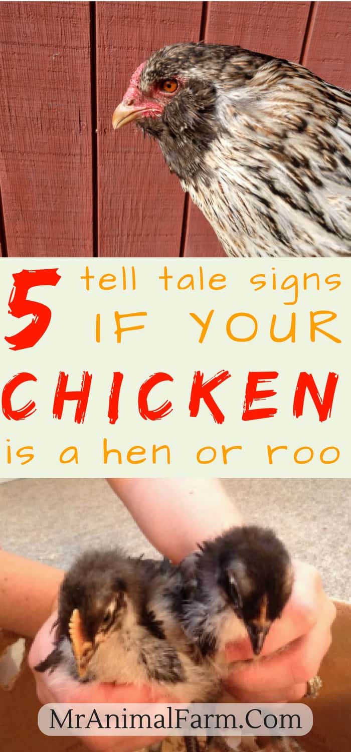 pinterest image. top pictures is a closeup of a hen; bottom image is two chicks being held up; middle box text reads, "5 tell tale signs if your chicken is a hen or roo"