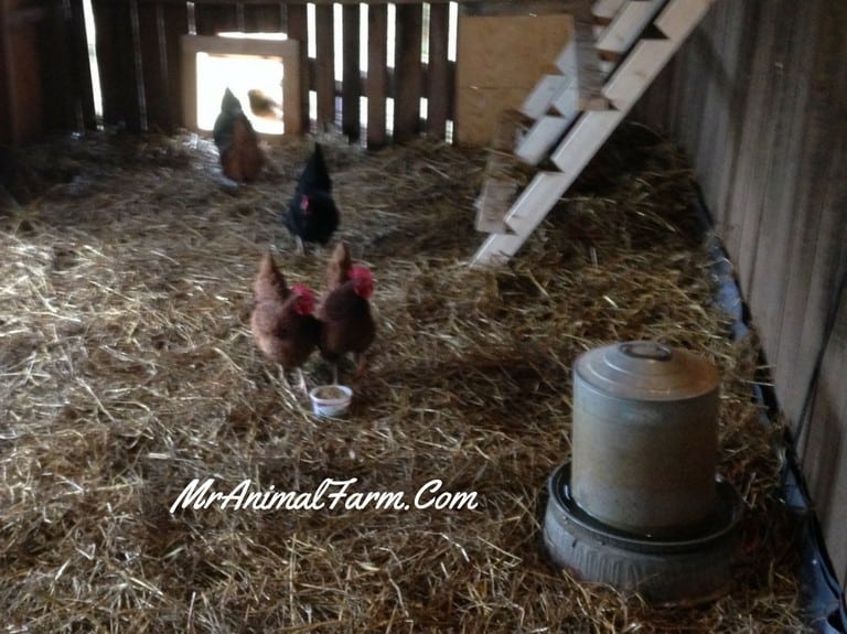 chickens in coop with metal heated water