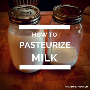 feature image for pasteurize milk. 2 quart jars with milk in them.