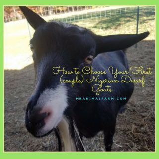 How to Choose Your First (couple) Nigerian Dwarf Goats