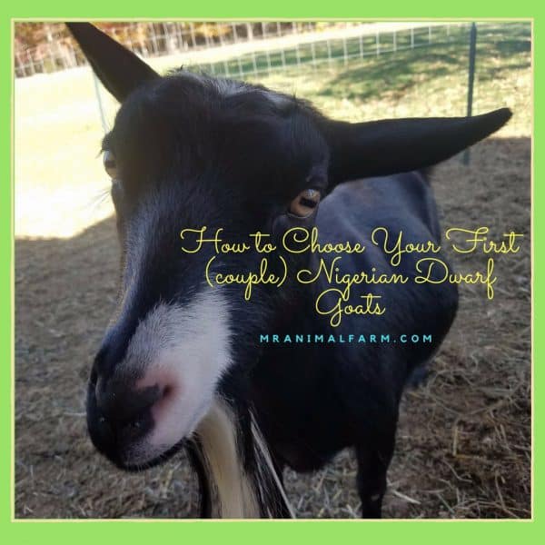 How To Buy A Goat The Ultimate Buyers Guide Mranimal Farm