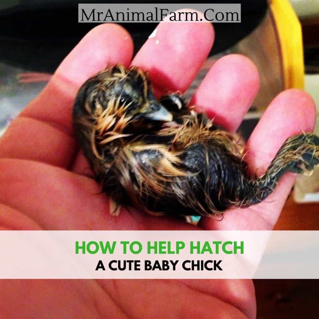 How to Help a Chick Hatch 7 Easy Steps plus Video! Mranimal Farm