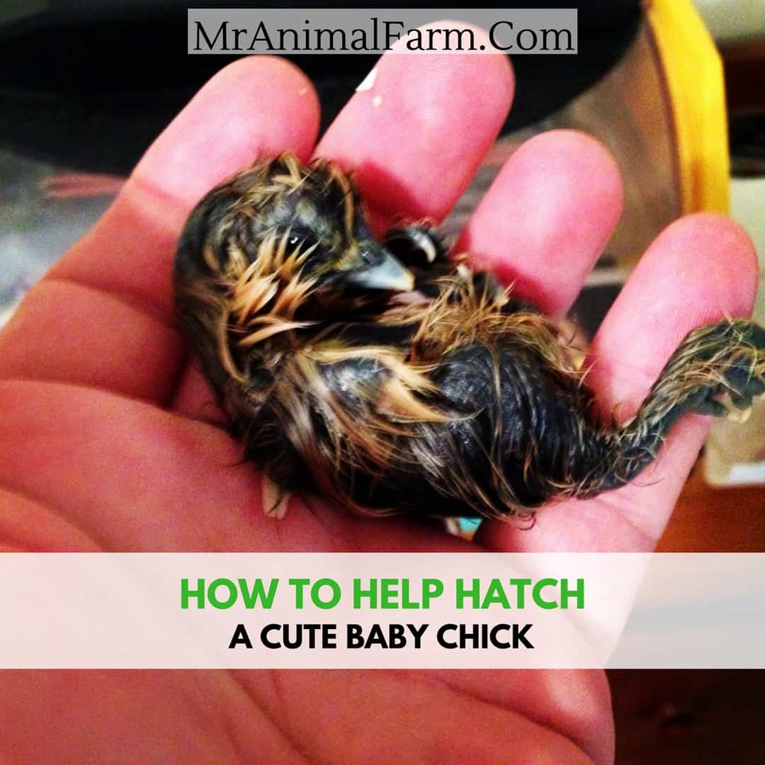help a chick hatch text over newly hatched chick in hand