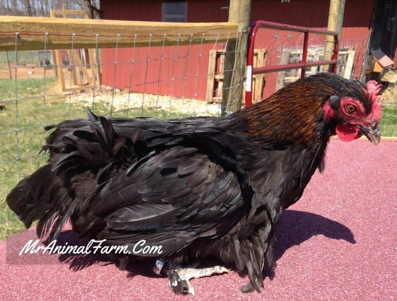 French Black Copper Marans rooster