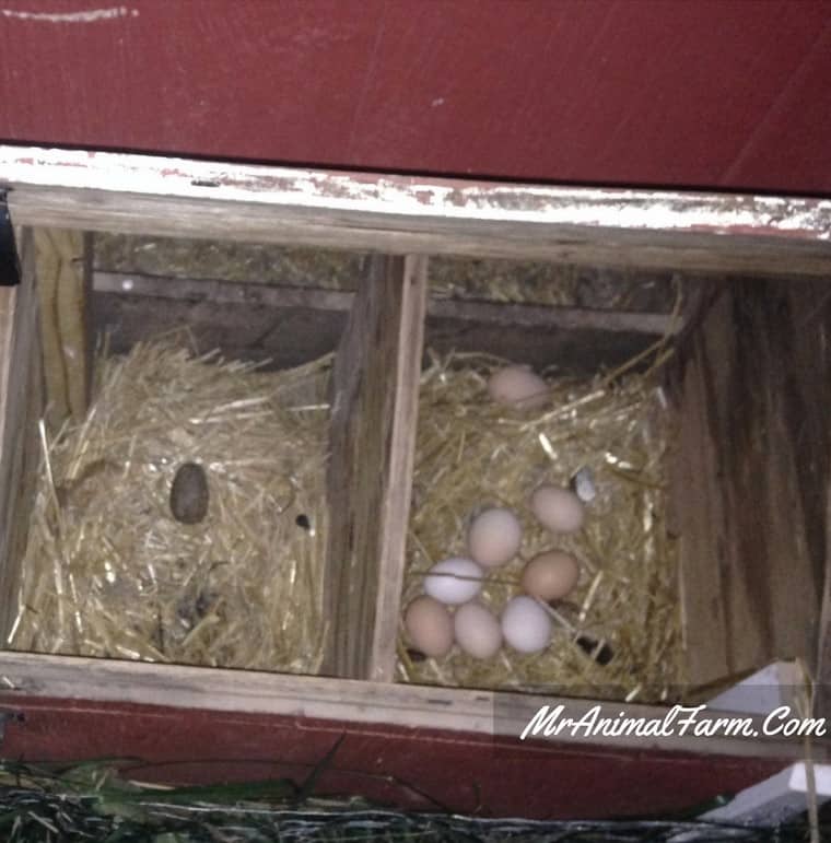 fake and real chicken eggs in nesting boxes