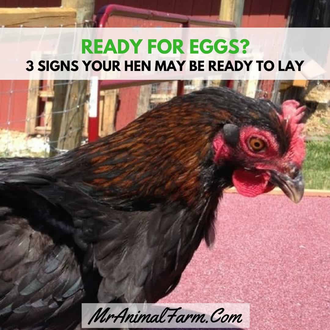 close up of Marans rooster. text reads, "ready for eggs? 3 signs your hen may be ready to lay"