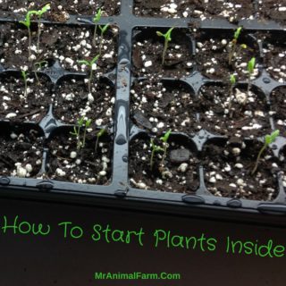 start plants inside