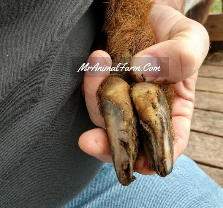 untrimmed goat hoof partial trimming