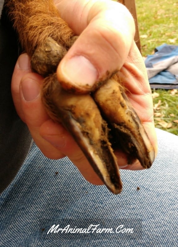 untrimmed goat hoof partial trimming