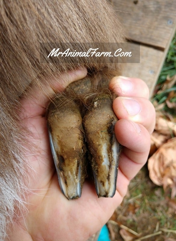 trimmed goat hoof 