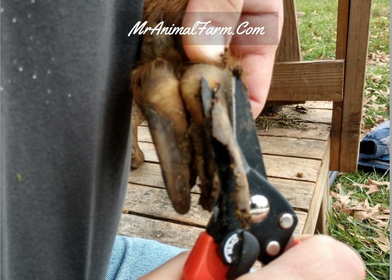 untrimmed goat hoof partial trimming