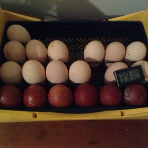 French Black Copper Marans Eggs