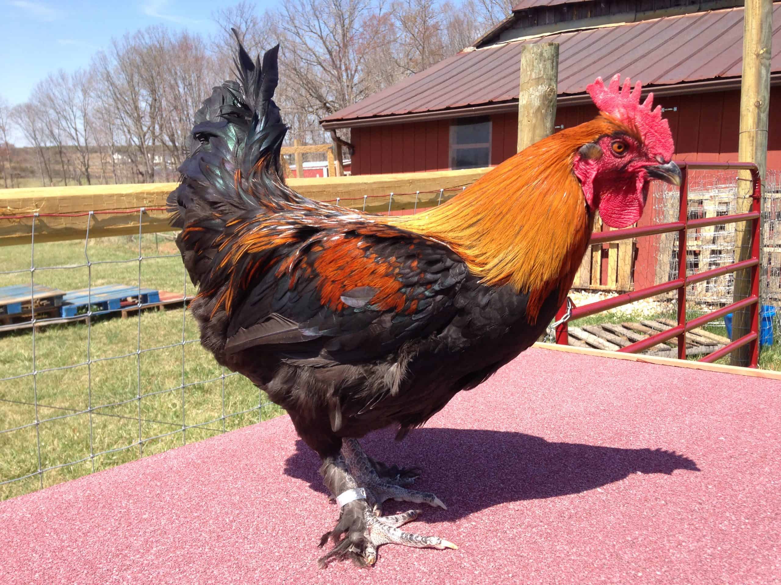 French Black Copper Marans Rooster