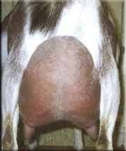 Lucky Charm's Sire's Dam's Udder Rear View