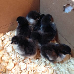 French Black Copper Marans Chicks