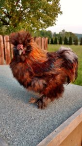 Partidge Silkie Rooster