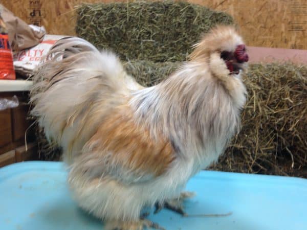 Porcelain Silkie Rooster