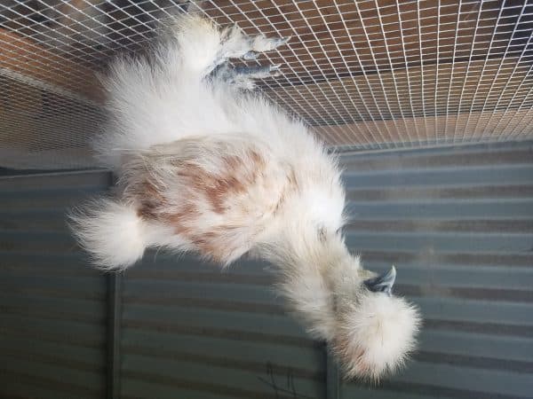 Red Pyle Silkies Chick