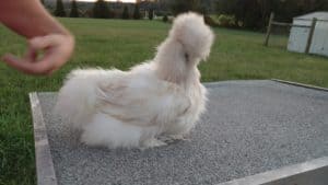 Red Pyle Silkie Hen