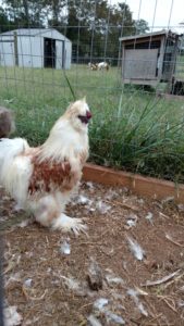 Red Pyle Silkies Rooster 1