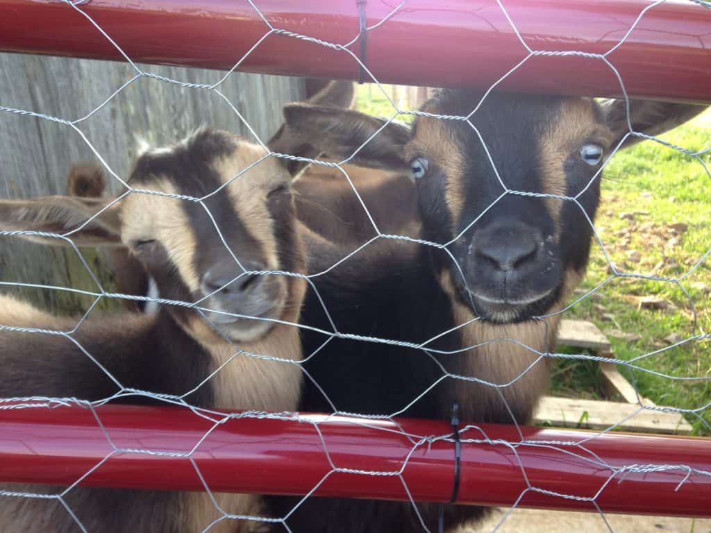 about-mranimal-farm