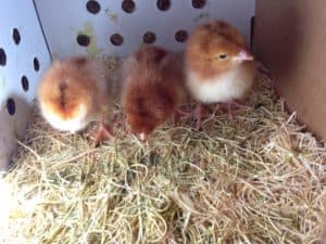 Rhode Island Red pullets