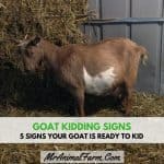 5 Signs Your Goat is Ready to Kid
