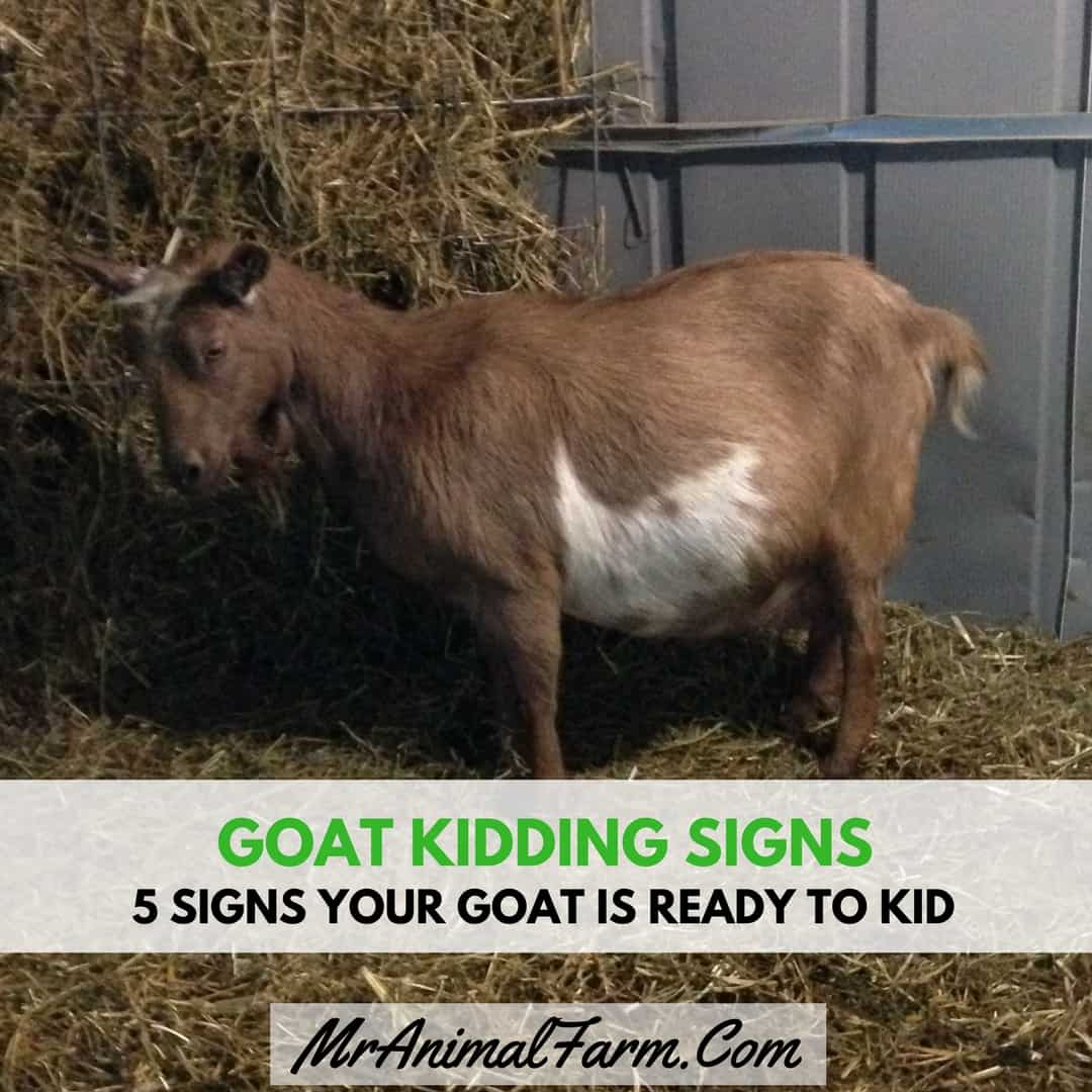 5 Signs Your Goat is Ready to Kid text over a goat that is kidding