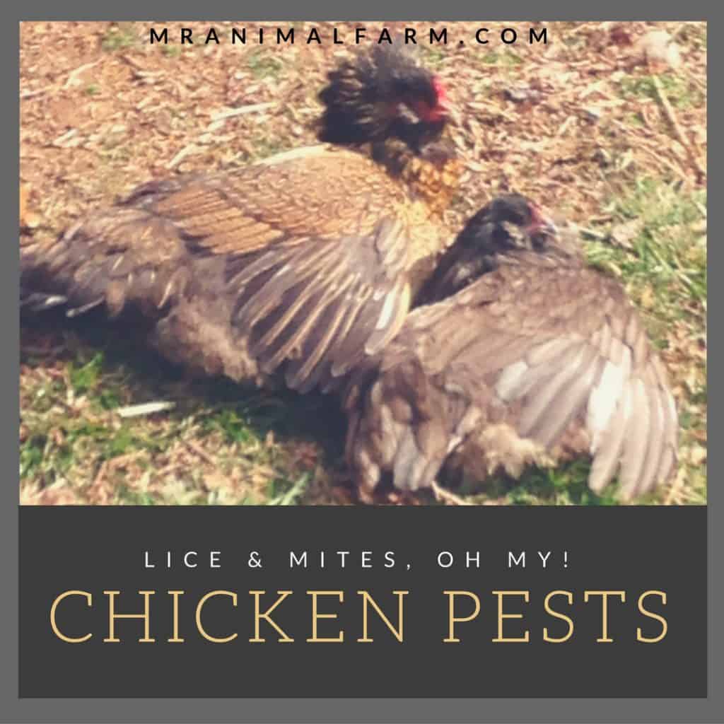 Chicken Mites & Chicken Lice How to Identify & Treat Mranimal Farm