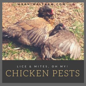 Chicken Pests: Lice & Mites