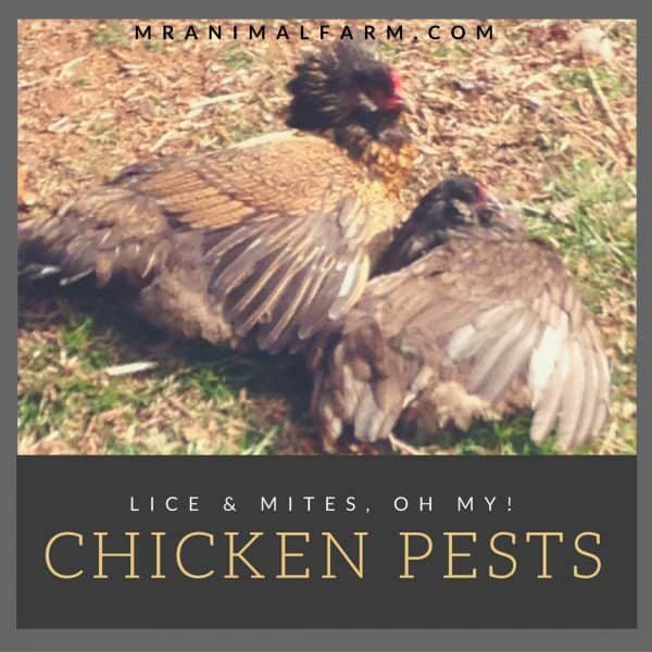 Chicken Mites & Chicken Lice How to Identify & Treat Mranimal Farm