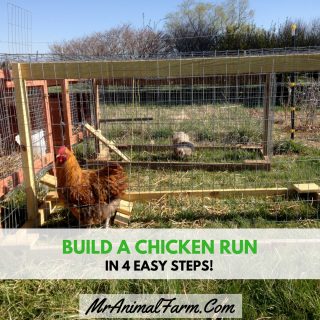 How to Build a Chicken Run in 4 Easy Steps