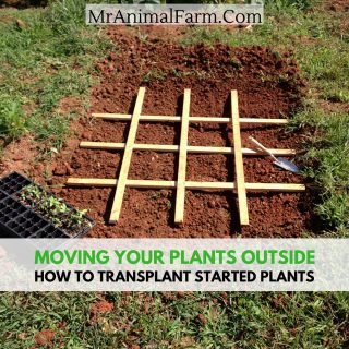 transplanting plants