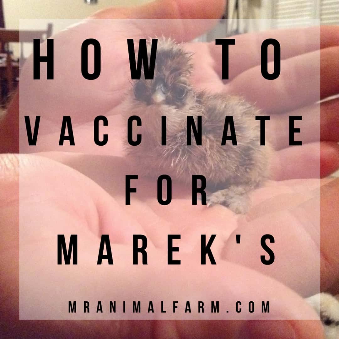 How to vaccinate a chick for Mareks text over chick sitting in someones hand