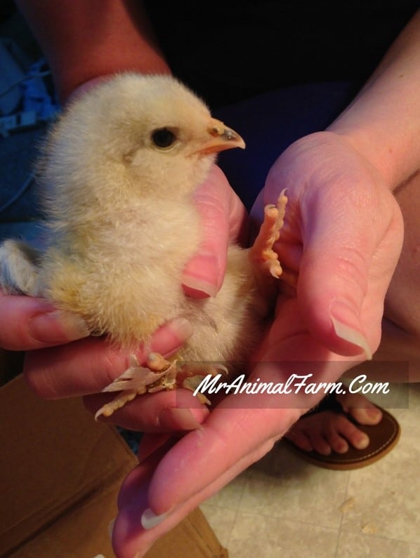 holding a baby chick
