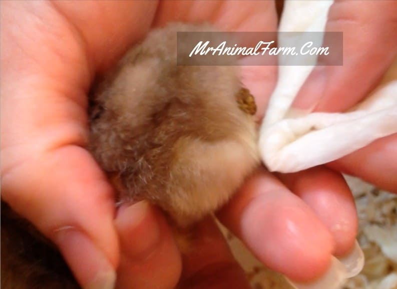 cleaning pasty butt in chick